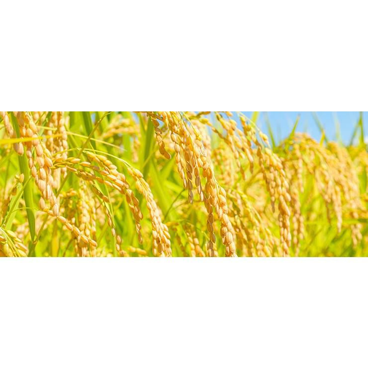 日本酒 パック 酒 大容量 北一 原酒 2000ml 6本 北関酒造