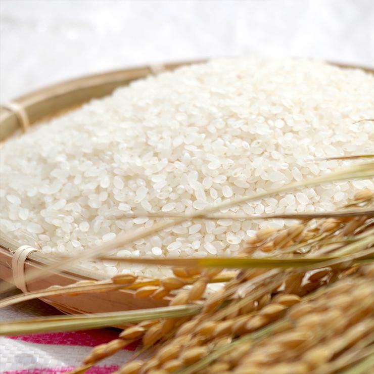 蔵元発 灘 純米酒と酒粕のパック 170g 1個 大関 