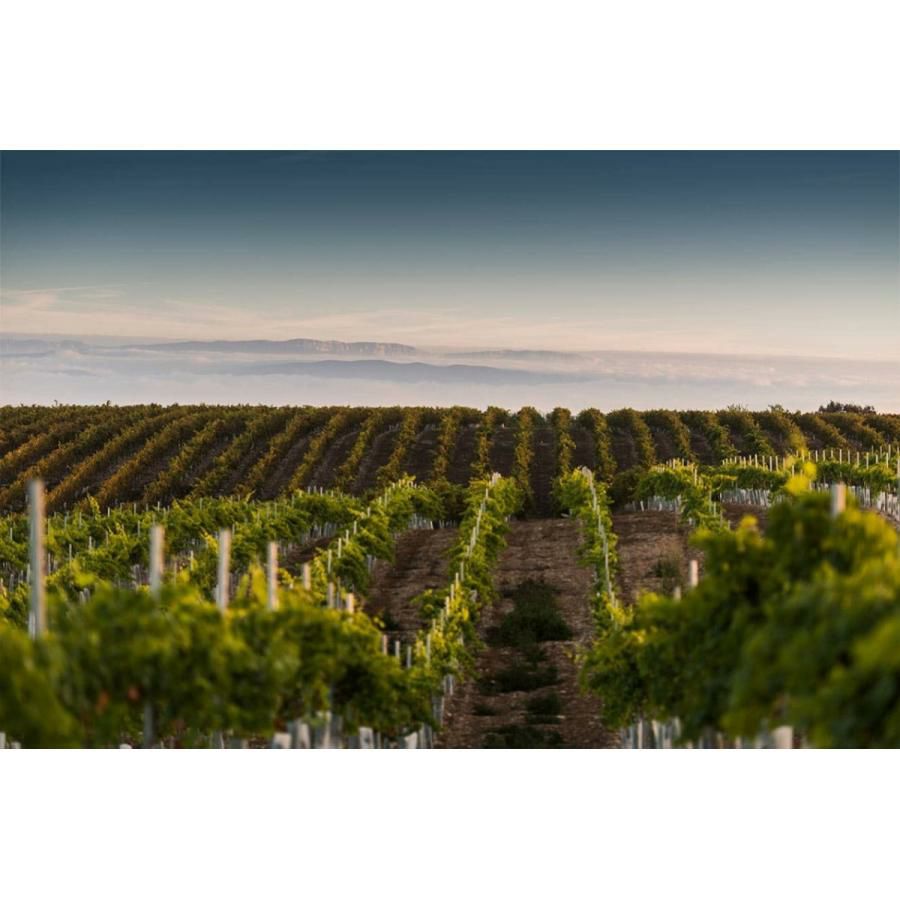 コドルニウ バルセロナ1872 ブリュット 750ml 12本