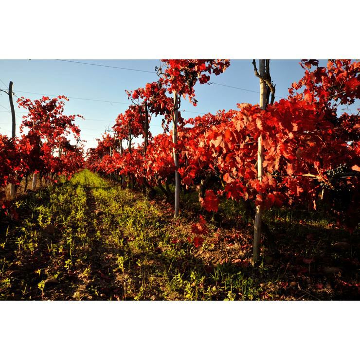 ナティバ カルメネール ナチュラルホワイト 750ml 6本