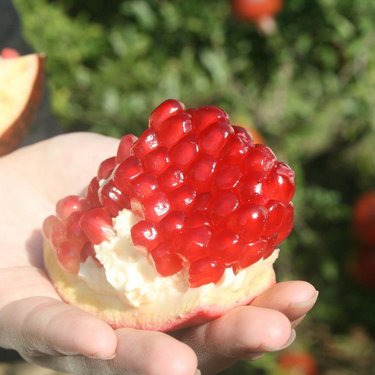 野田ハニー ざくろジュース100％ 飲み切りパック 120g 24本