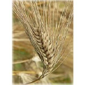 大島酒造 本格焼酎 一寸先は光 麦 30度 720ml 1本