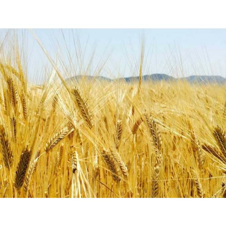 麦焼酎 大島酒造 本格焼酎 一寸先は光 麦 30度 720ml 2本