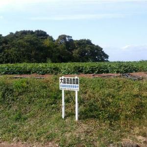  芋焼酎 大島酒造 本格焼酎 磨き大島 芋 23度 720ml 3本 
