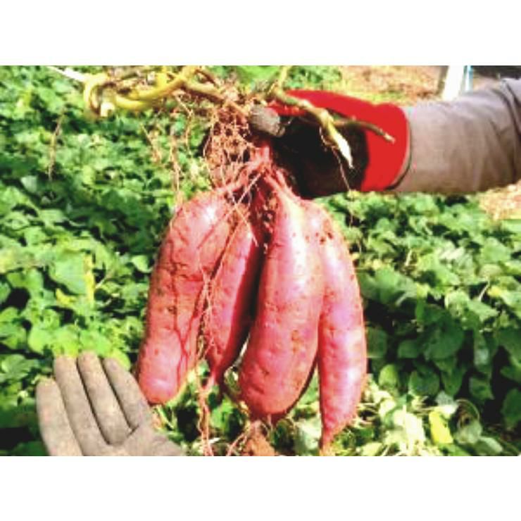 大島酒造 本格焼酎 磨き大島 芋 23度 720ml 6本 