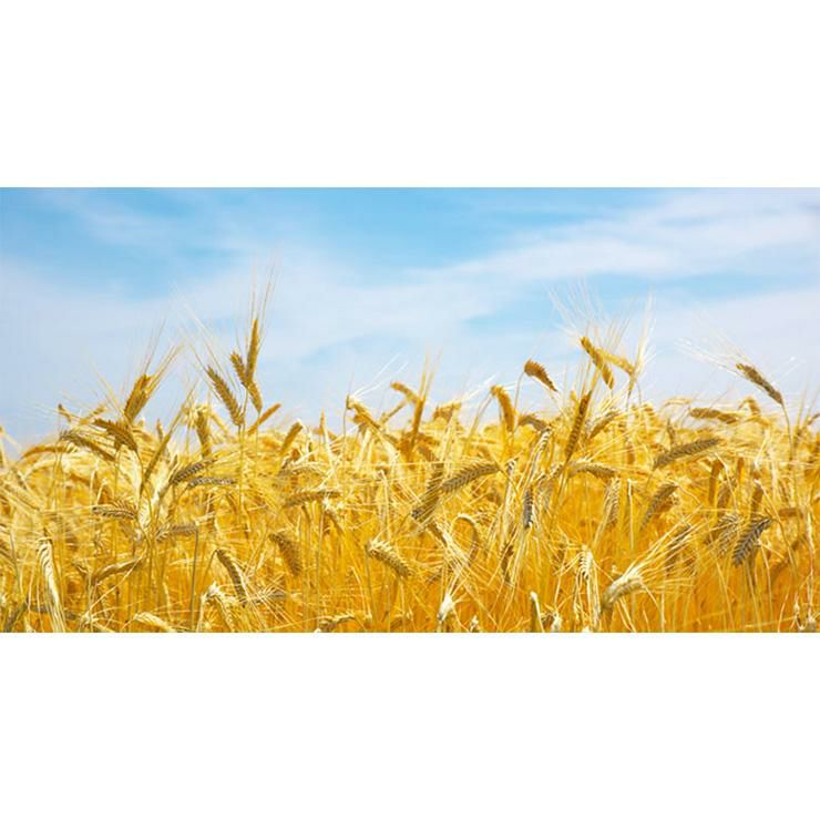 福徳長 麦焼酎 博多の華スモーキーオーク パック 1800ml 6本