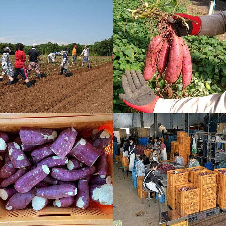 大島酒造 磨き大島＆529 焼酎 飲み比べ ギフトセット720ml 2本 芋焼酎 麦焼酎